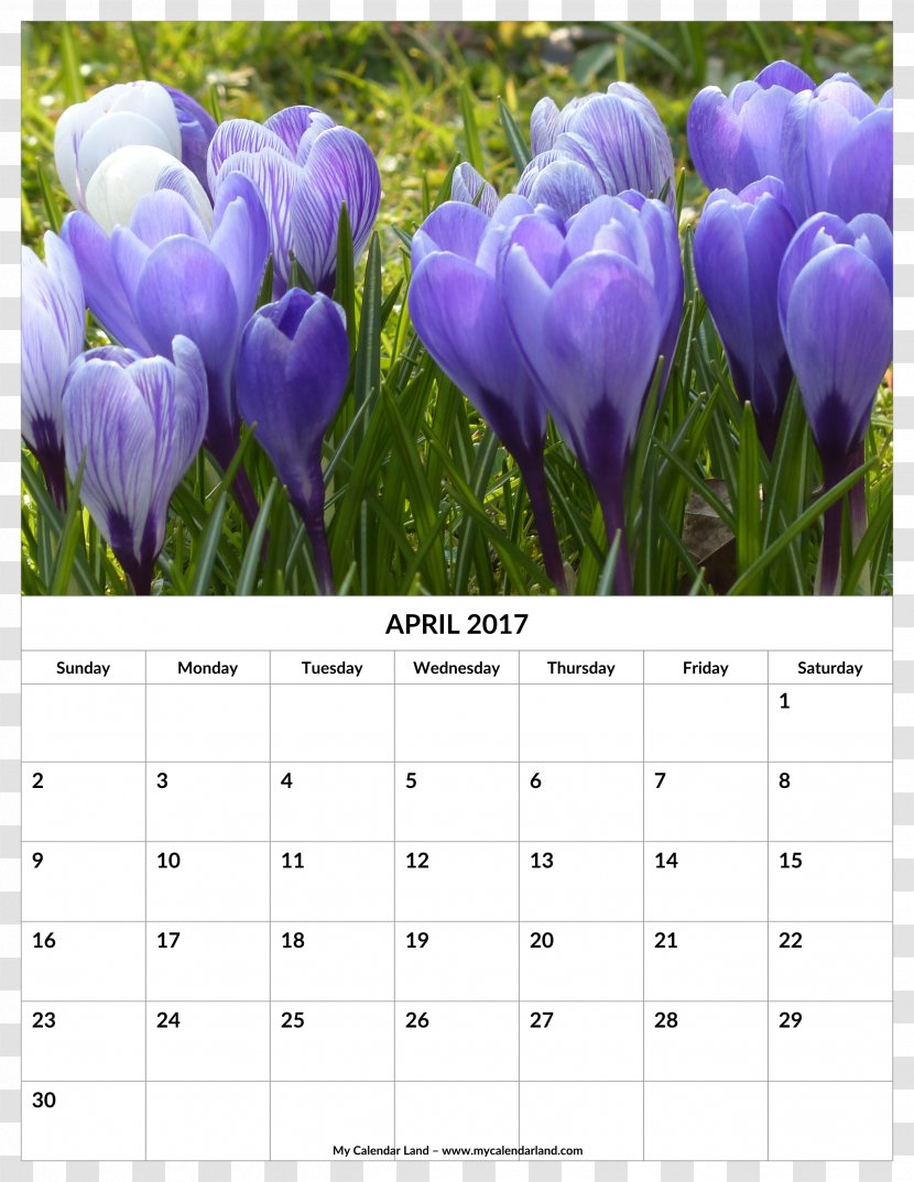 Calendar Mindsoother Therapy Center 0 April March - Tulip Transparent PNG