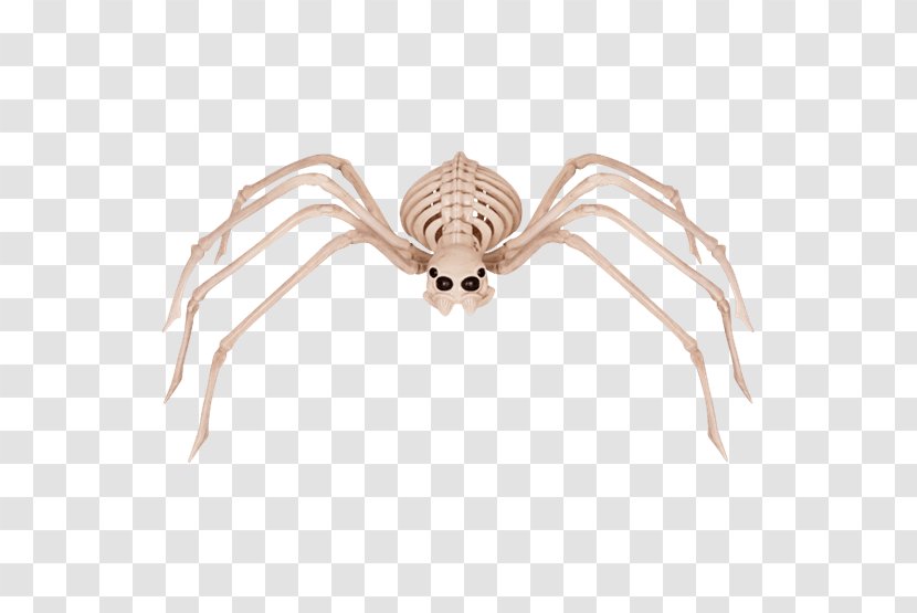 Spider Human Skeleton Bone Skull - Tree Transparent PNG