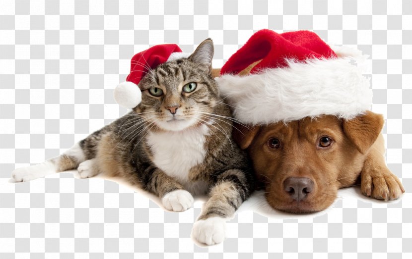 Christmas Cats And Dogs - Snout - New Year Tree Transparent PNG