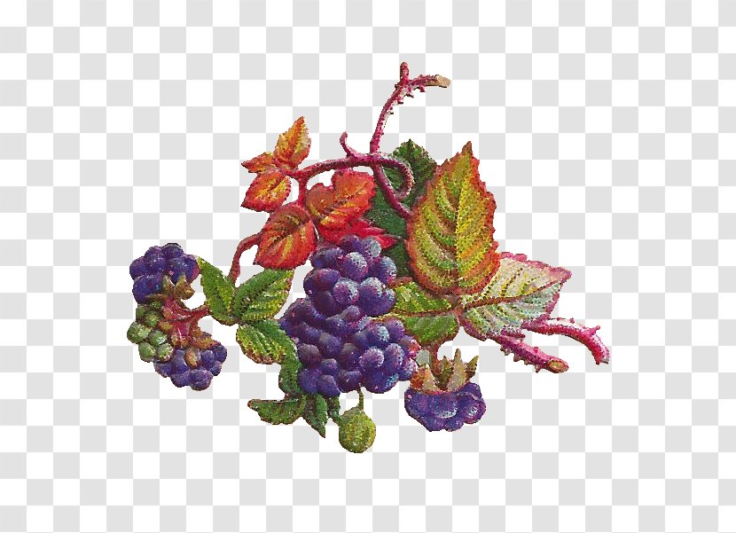 Grapevines Concord Grape Leaves Berry Transparent PNG