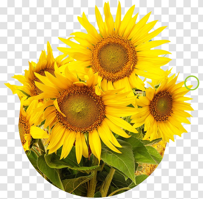 Mural Painting Photography Wall Wallpaper - Cut Flowers - Sunflower Map Transparent PNG