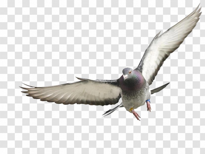 Homing Pigeon Rock Dove Columbidae France Squab - Seabird Transparent PNG