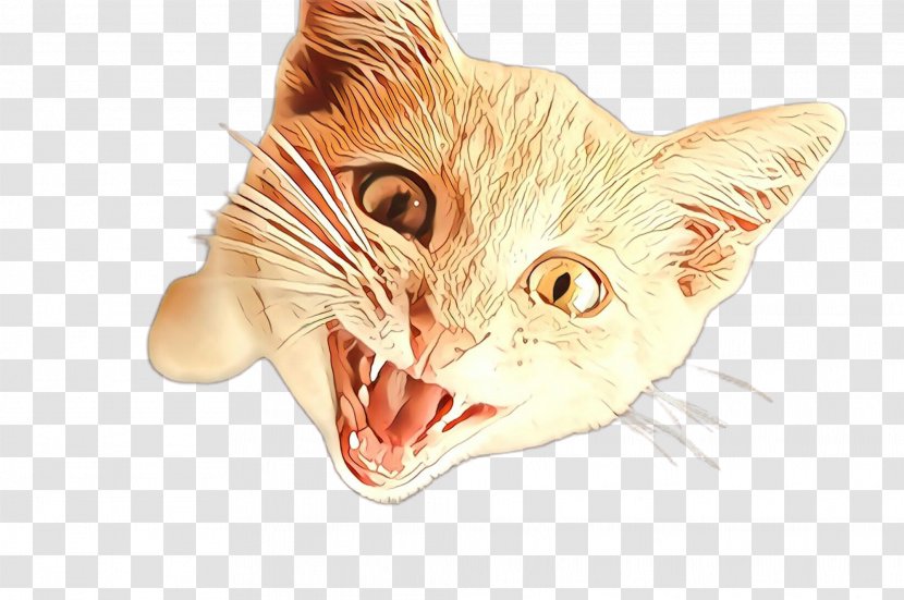 Cat Facial Expression Whiskers Head Small To Medium-sized Cats - Cartoon - Snout Nose Transparent PNG