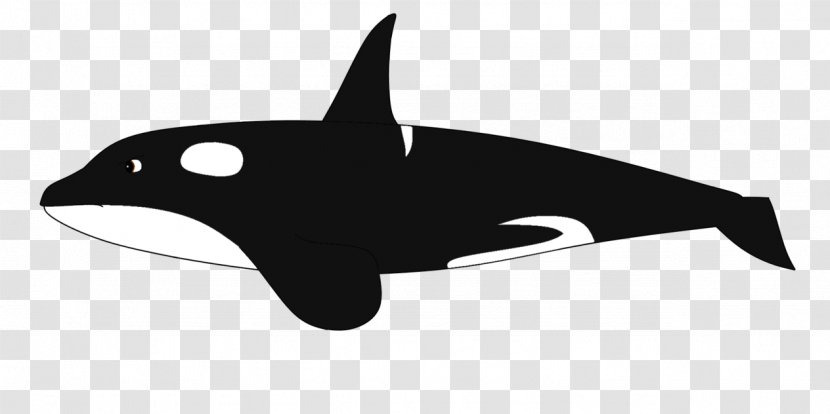 Dolphin Killer Whale Cetacea Baleen Clip Art Transparent PNG