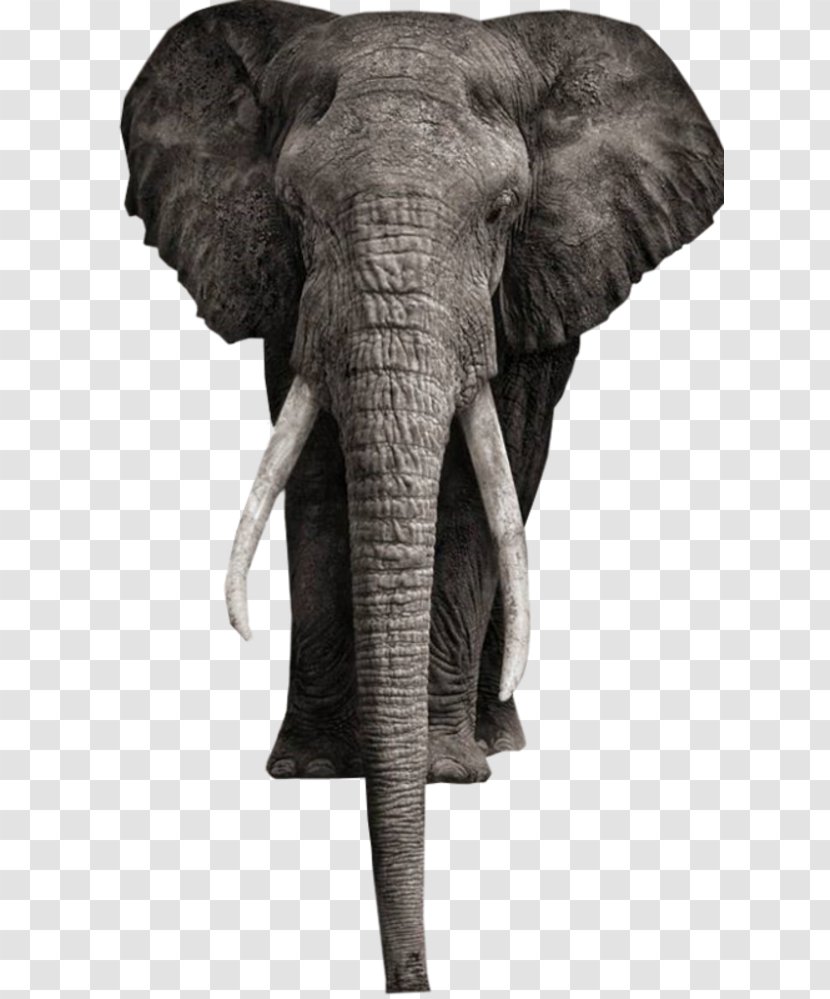 African Bush Elephant Elephantidae Addo National Park White Photography Transparent PNG