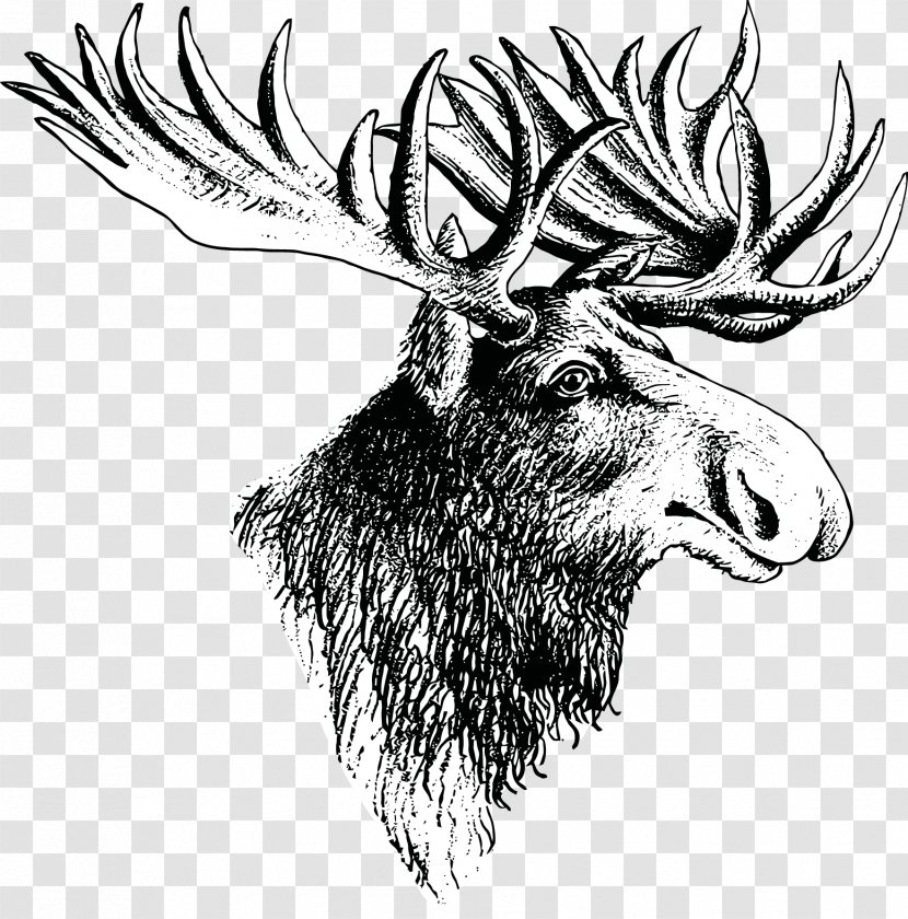 Moose Deer Elk Drawing - Antler Transparent PNG