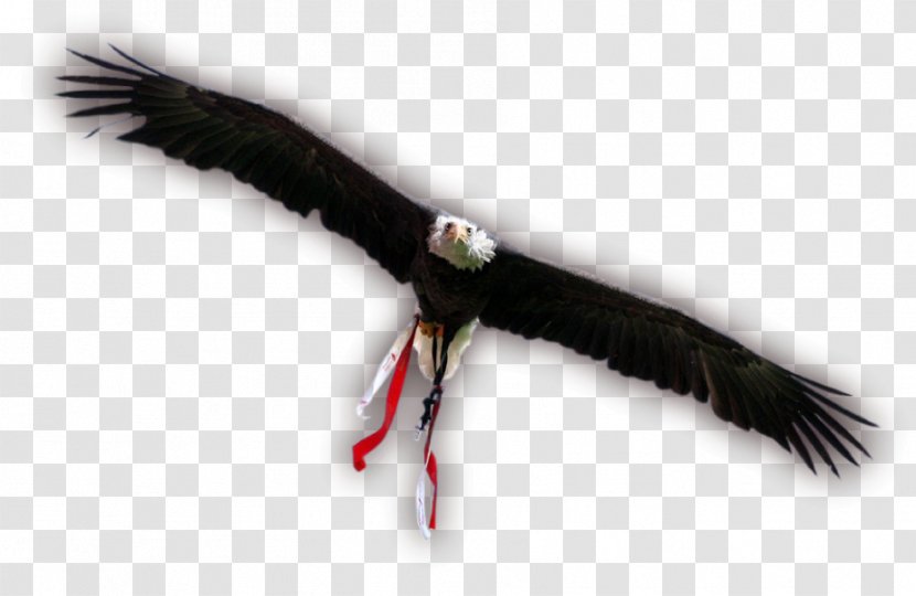 Eagle Vulture Beak Feather - Bird Of Prey Transparent PNG
