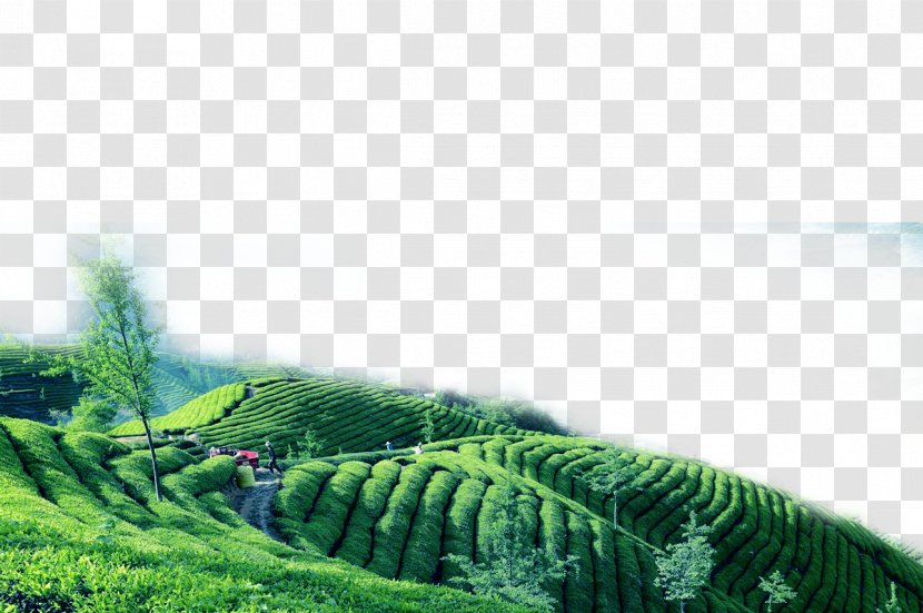 Green Tea Oolong Garden - Chinas Famous Teas - Field Transparent PNG