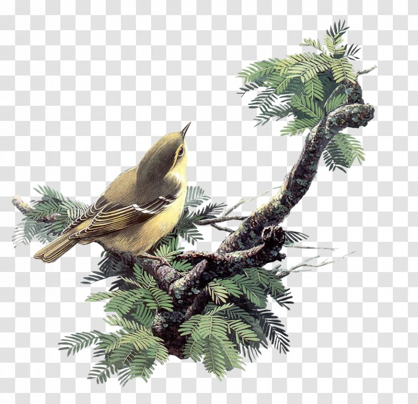 Bird Image Parrot Pigeons And Doves House Sparrow - American Larch Transparent PNG