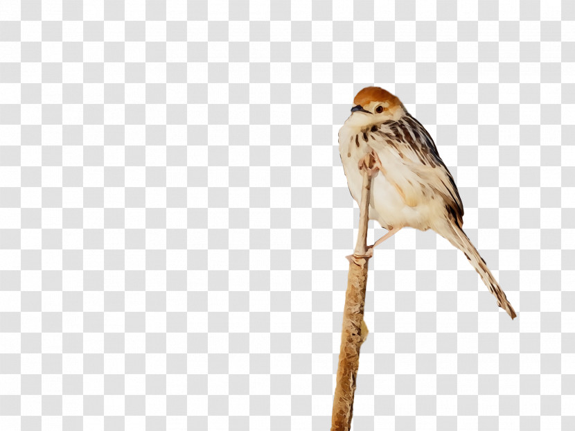Bird Beak Sparrow House Sparrow Emberizidae Transparent PNG