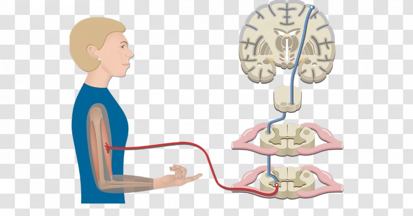 Pyramidal Tracts Extrapyramidal System Lateral Corticospinal Tract Internal Capsule - Watercolor - Brain Transparent PNG