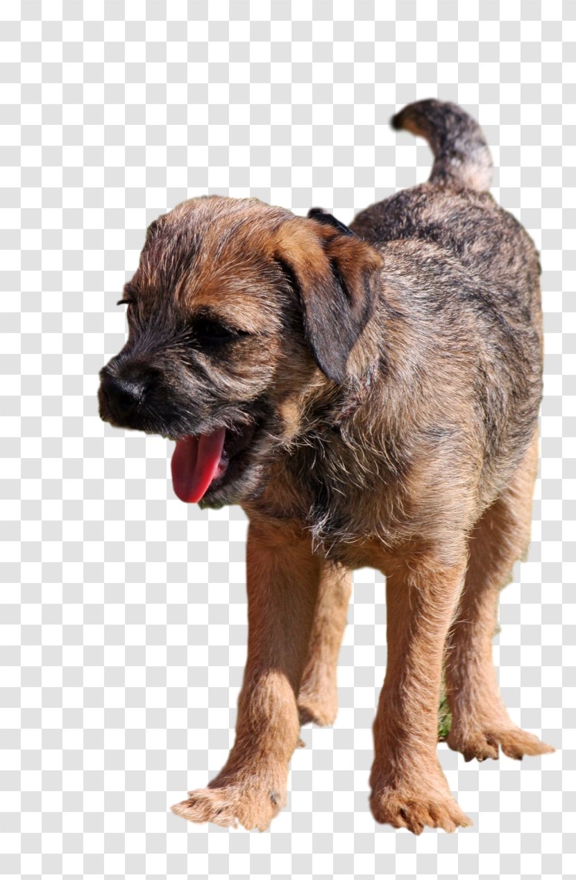 The Border Terrier Puppy Collie American Staffordshire Transparent PNG