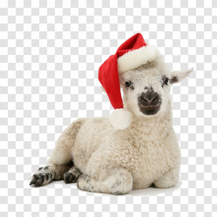 Santa Claus Kitten Dog Christmas Puppy - Camel Like Mammal - Cute Sheep Transparent PNG