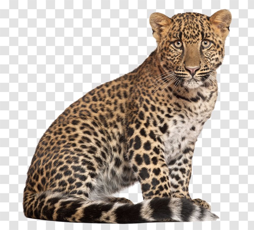 Lion Tiger Jaguar Cougar Cheetah - Big Cats - Leopard Transparent PNG