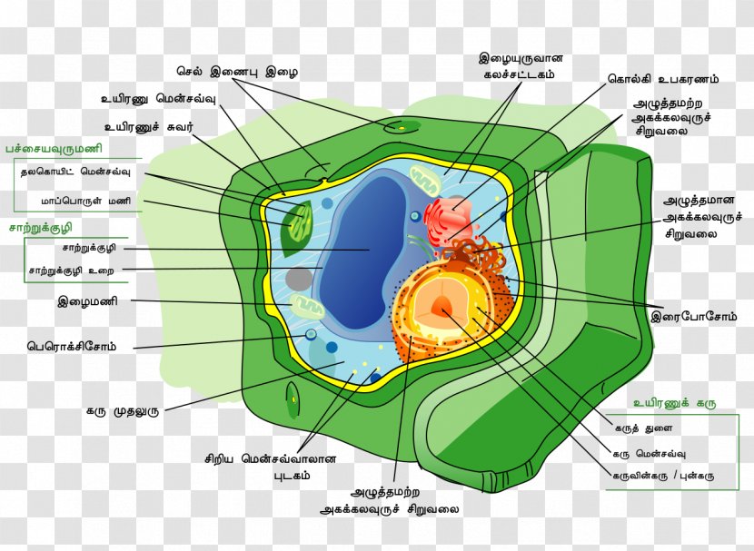Plant Cell Wall Nucleus - Structure Transparent PNG