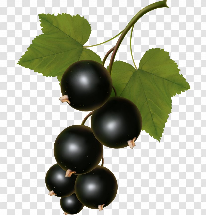 Zante Currant White Blackcurrant Clip Art - Stock Photography - Grapes Transparent PNG