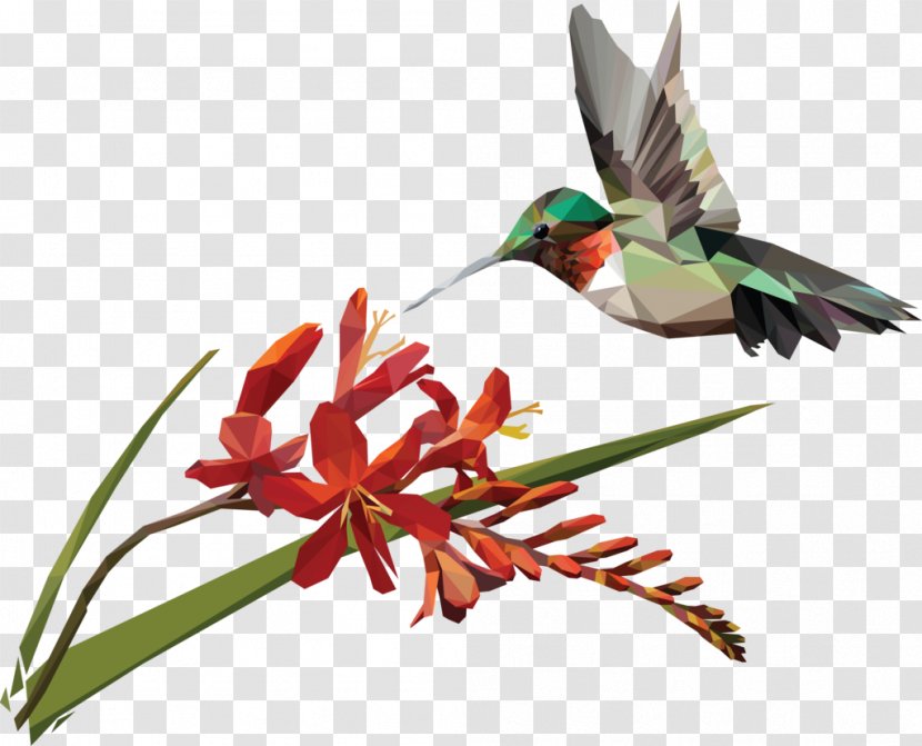 Hummingbird Coppertips Artist Beak - Pollinator - Ebi Transparent PNG