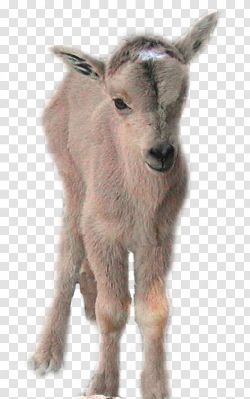 Goat Gray Wolf Barbary Sheep Cattle - Goats Transparent PNG