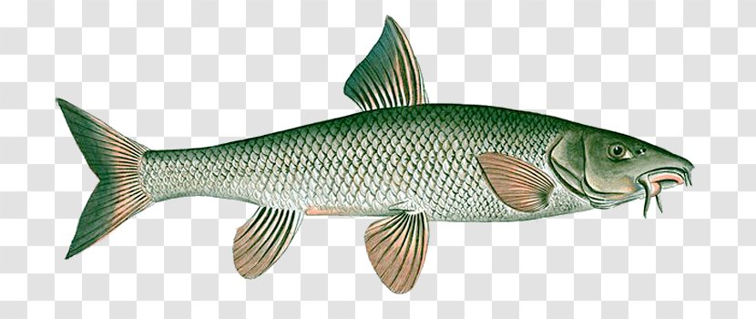 Common Barbel Carp T-shirt Clip Art - Tench Transparent PNG