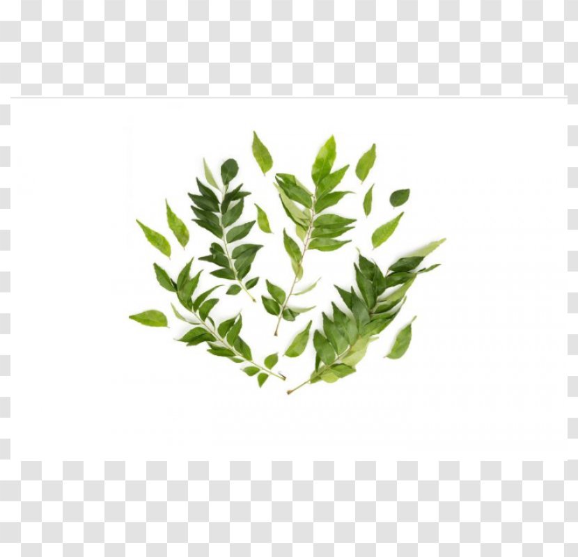 Herb Plant Stem Leaf Branching Transparent PNG