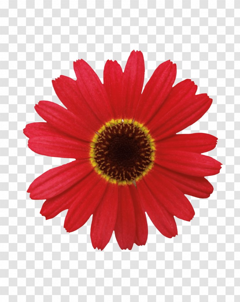 Vector Graphics Illustration Design Image Flower - Daisy - Petal Transparent PNG