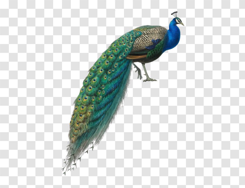 Asiatic Peafowl Bird Green Phasianidae - Drawing Transparent PNG