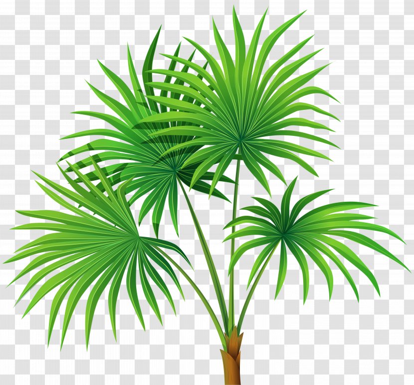 Drawing Royalty-free Clip Art - Woody Plant - Palm Tree Transparent PNG