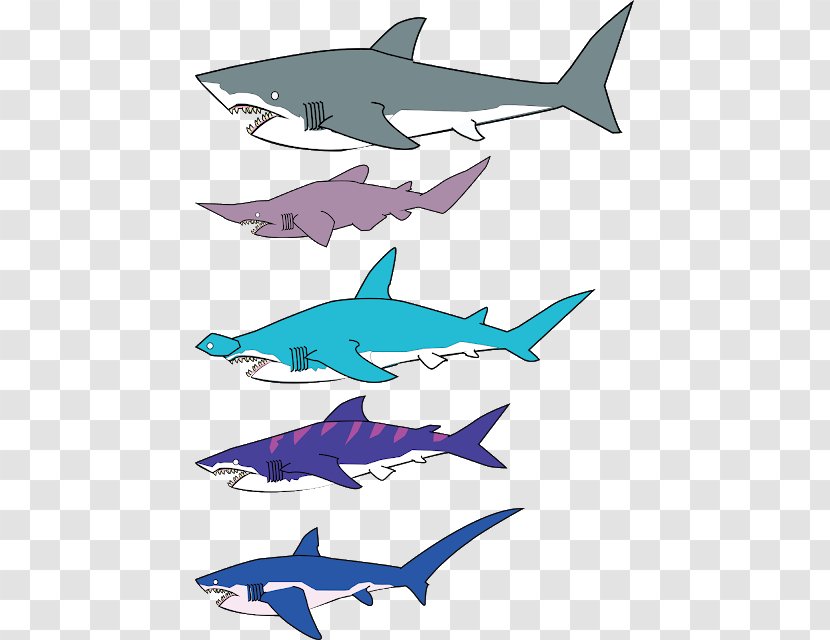 Squaliformes All About Sharks Shark Fin Soup Great White Clip Art - Chondrichthyes - Marine Mammal Transparent PNG