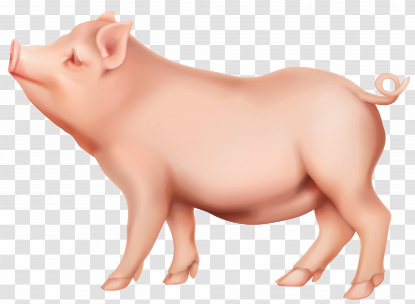 Domestic Pig Clip Art - Neck - PIg Image Transparent PNG