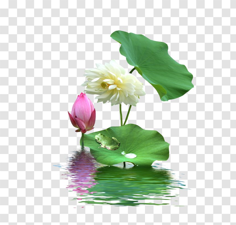 Nelumbo Nucifera Download - Spirit Tablet - Lotus Transparent PNG