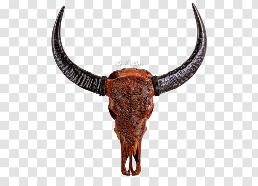 Texas Longhorn English Skull Antique - Cattle - Buffalo Transparent PNG