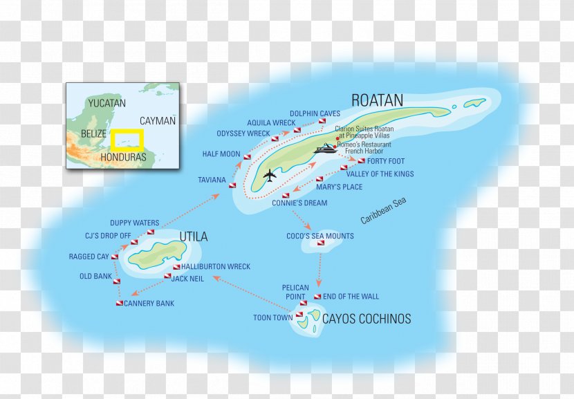 Útila Coxen Hole Cayos Cochinos Caribbean Beach - Organism Transparent PNG