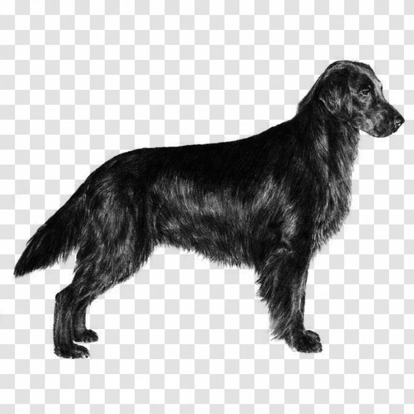 Newfoundland Dog Golden Retriever Flat-coated Puppy - German Spaniel Transparent PNG