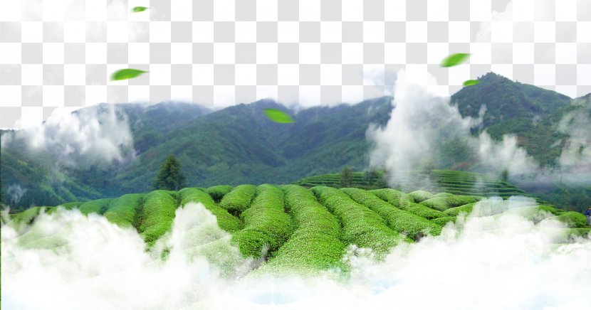 Green Tea Leaf Culture - Hill Station Transparent PNG