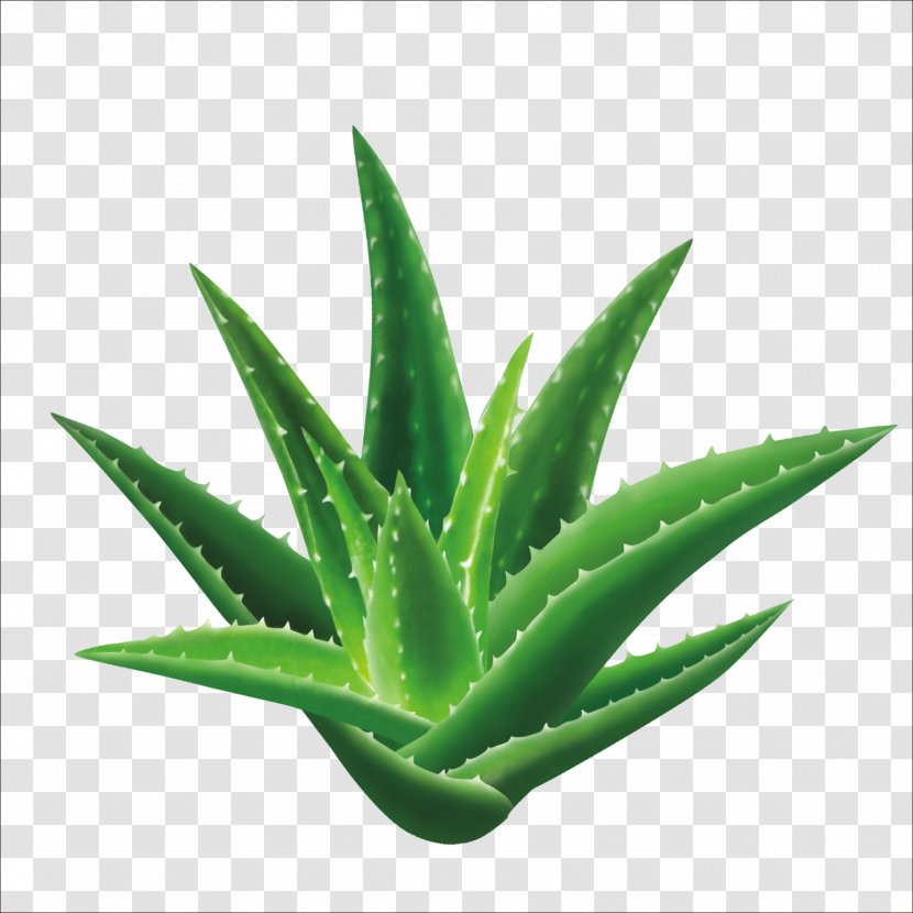 Aloe Vera Seed Leaf Gel Extract - Herb Transparent PNG