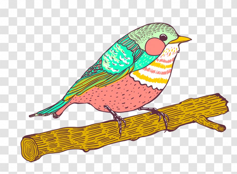 Bird Parrot Euclidean Vector Illustration - Beak - Sparrow Animal Transparent PNG