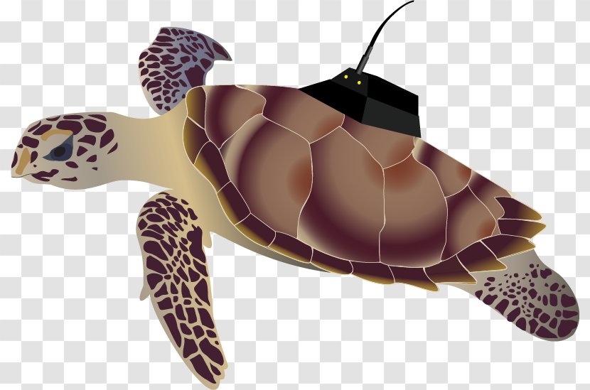 Loggerhead Sea Turtle Hawksbill Olive Ridley - Nature Animals Marine Microorganisms Transparent PNG