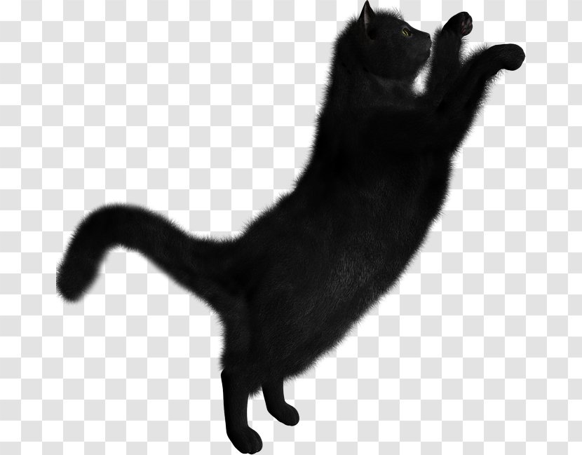 Persian Cat Clip Art Black Image - Fur - Kitten Transparent PNG