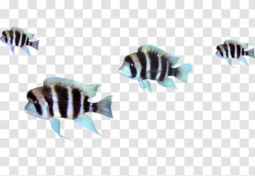 Fish Clip Art - Pixel - Creative Transparent PNG