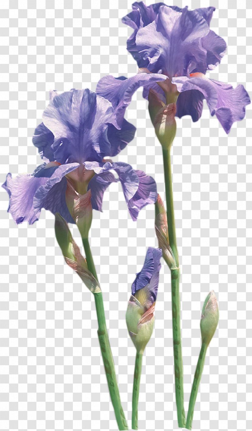 Flower Irises Common Poppy - Flowering Plant - Iris Transparent PNG