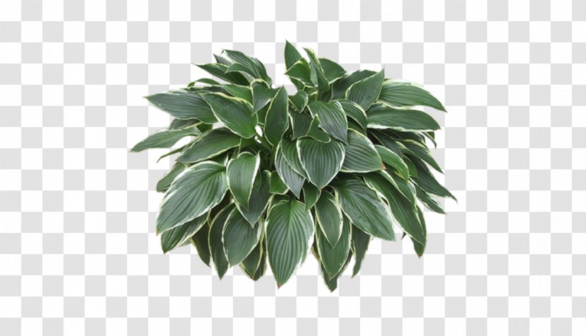 Houseplant - Leaf - Grass Renderings Material Picture Transparent PNG