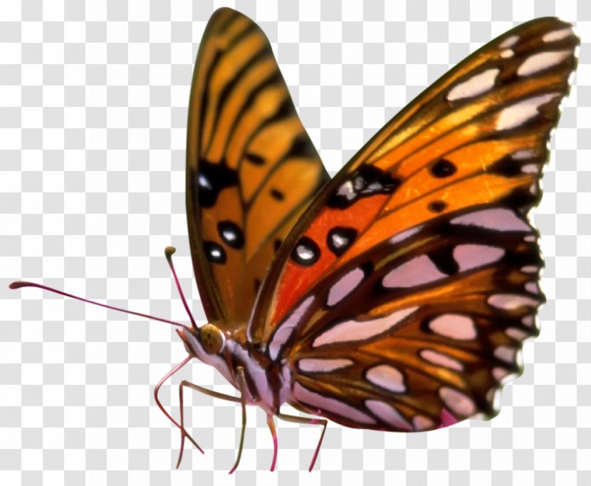 Butterfly Gardening Desktop Wallpaper - Invertebrate - Sitting Clipart Transparent PNG