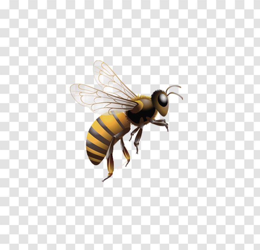 Honey Bee Insect Beehive Clip Art - Pest - Bees In The Air Transparent PNG