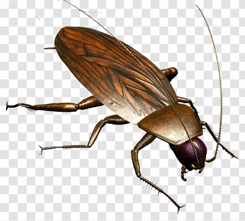 Brown Cockroach Insect Termite Pest Control - Organism - Roach Transparent PNG