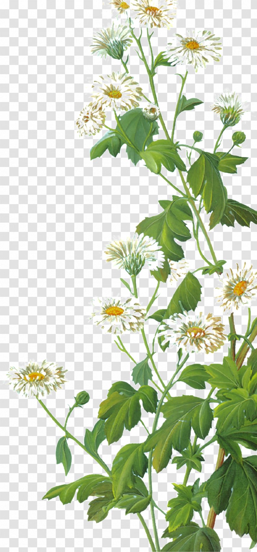 Image Clip Art Download Vector Graphics - Plant - Oxeye Daisy Transparent PNG
