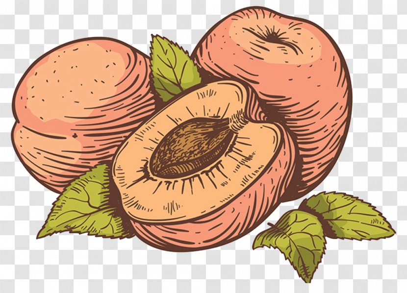 Clip Art Vector Graphics Illustration Fruit Peach - Berries - Acai Natural Foods Transparent PNG
