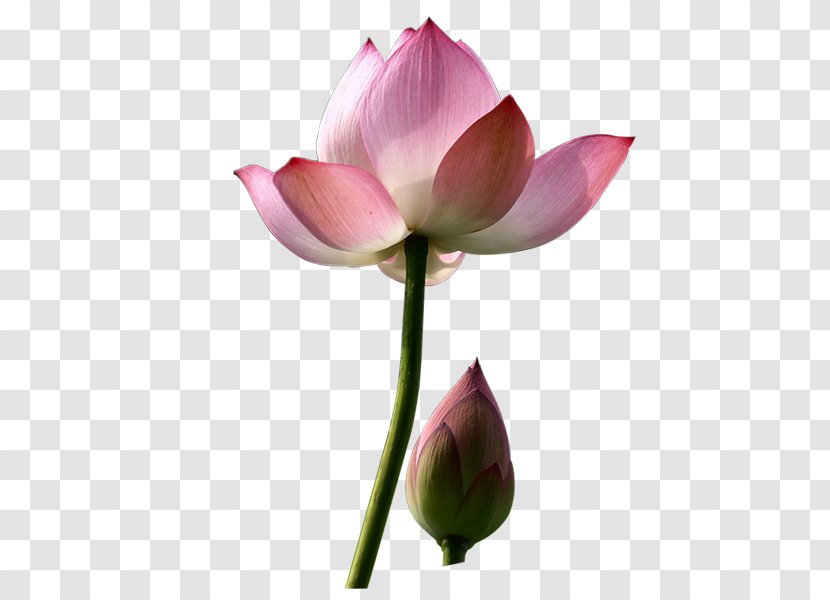 Nelumbo Nucifera Clip Art - Petal - ดอกบัว Transparent PNG