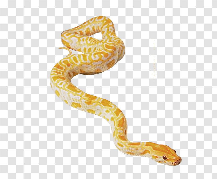 Snake Reptile Morelia Bredli Spilota Cheynei Green Anaconda Transparent PNG