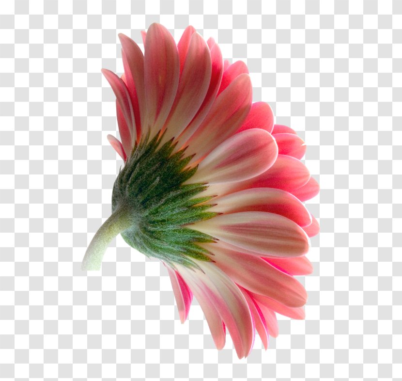 Transvaal Daisy Cut Flowers Petal Photography - Botany - Flower Transparent PNG