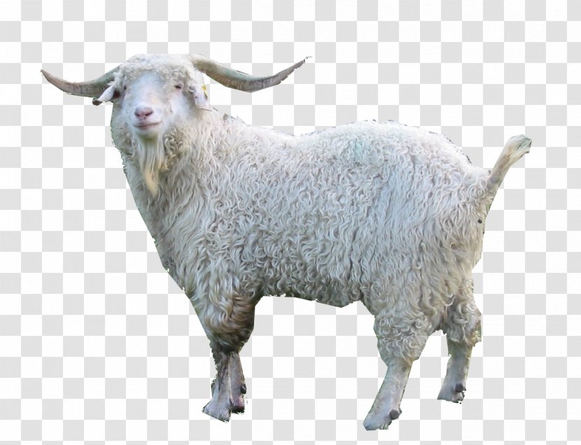 Oberhasli Goat Nigerian Dwarf Fainting Damascus Angora - Sheep Transparent PNG